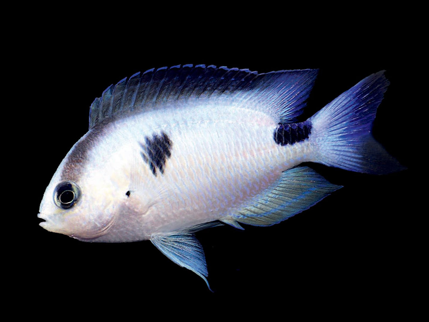 Corazon's Damselfish