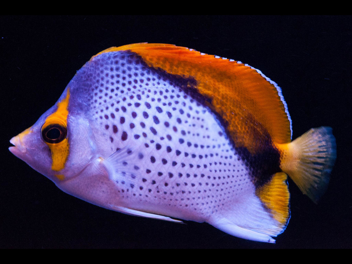 Declivis Butterflyfish