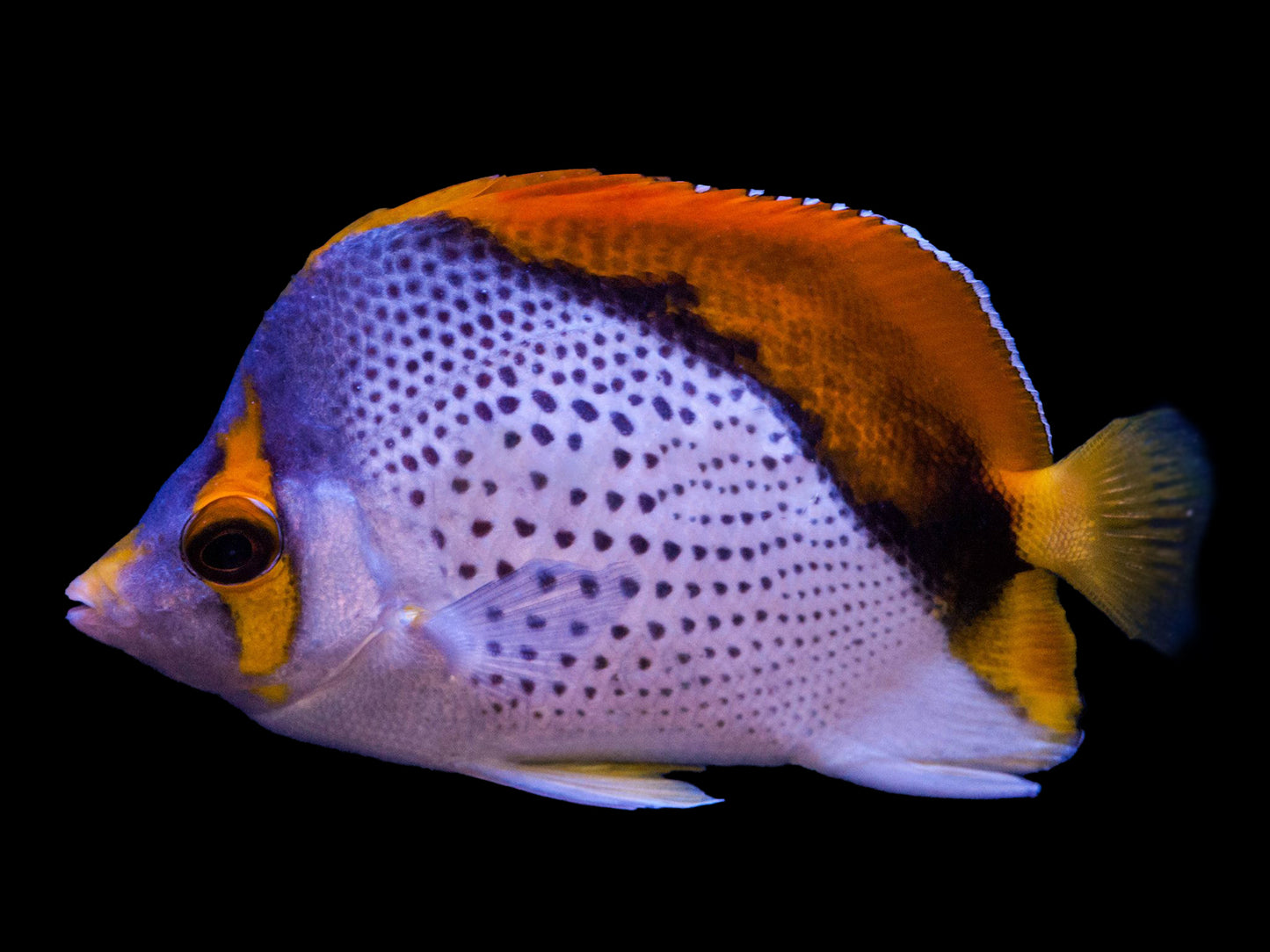 Declivis Butterflyfish