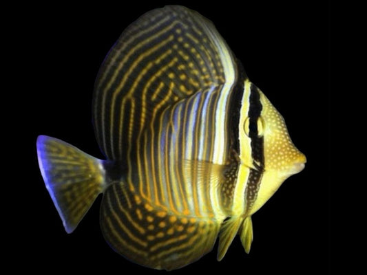 Desjardini Sailfin Tang