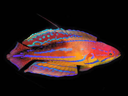 Diamond-Tail Flasher Wrasse Terminal Phase