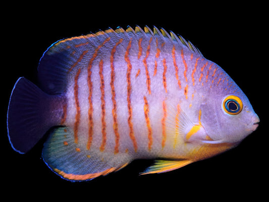 Eibli Angelfish