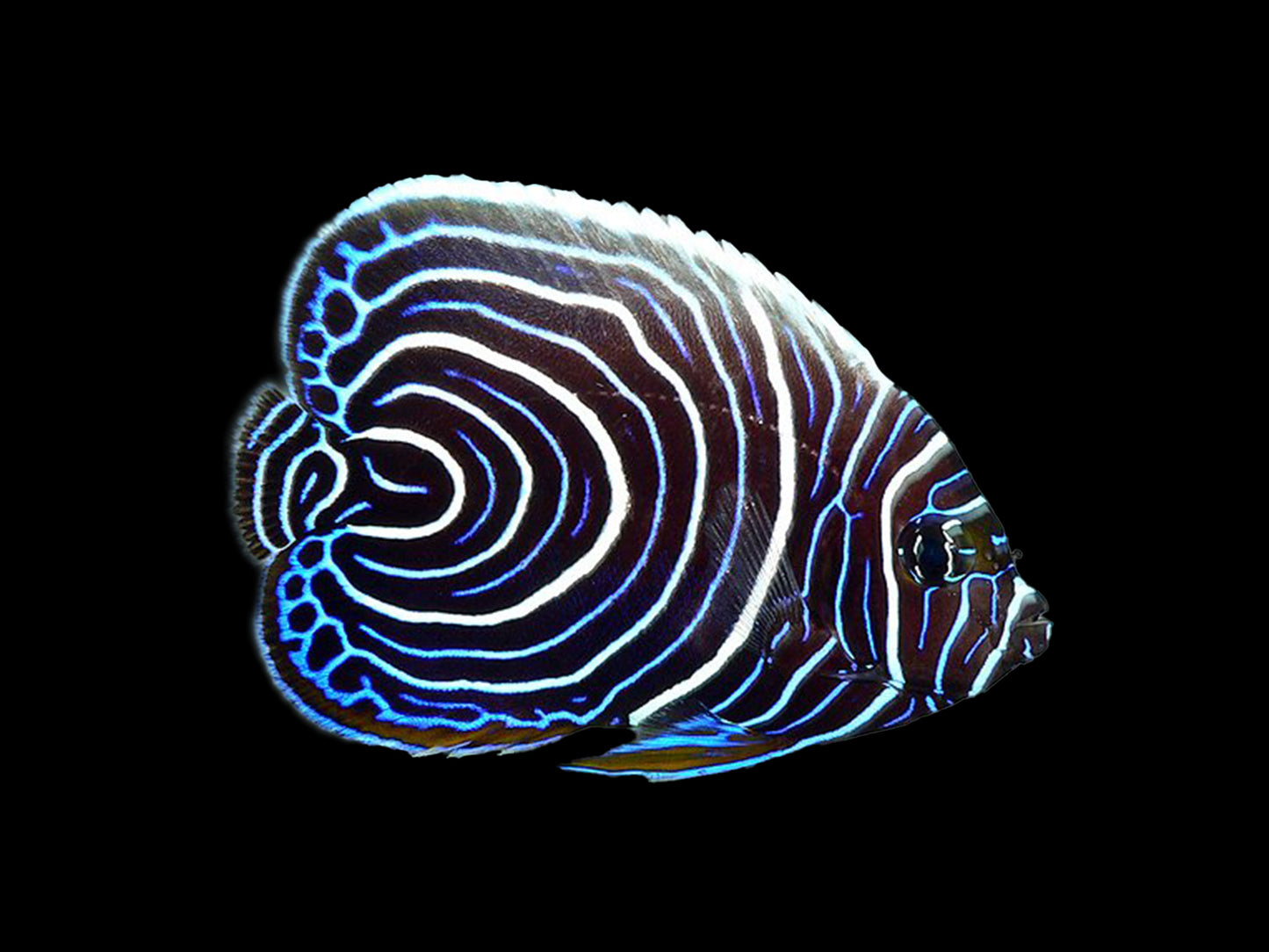 Emperor Angelfish Juvenile