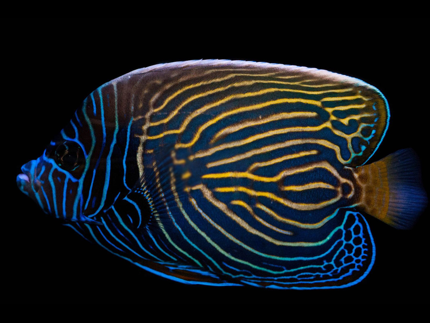 Emperor Angelfish Transitioning