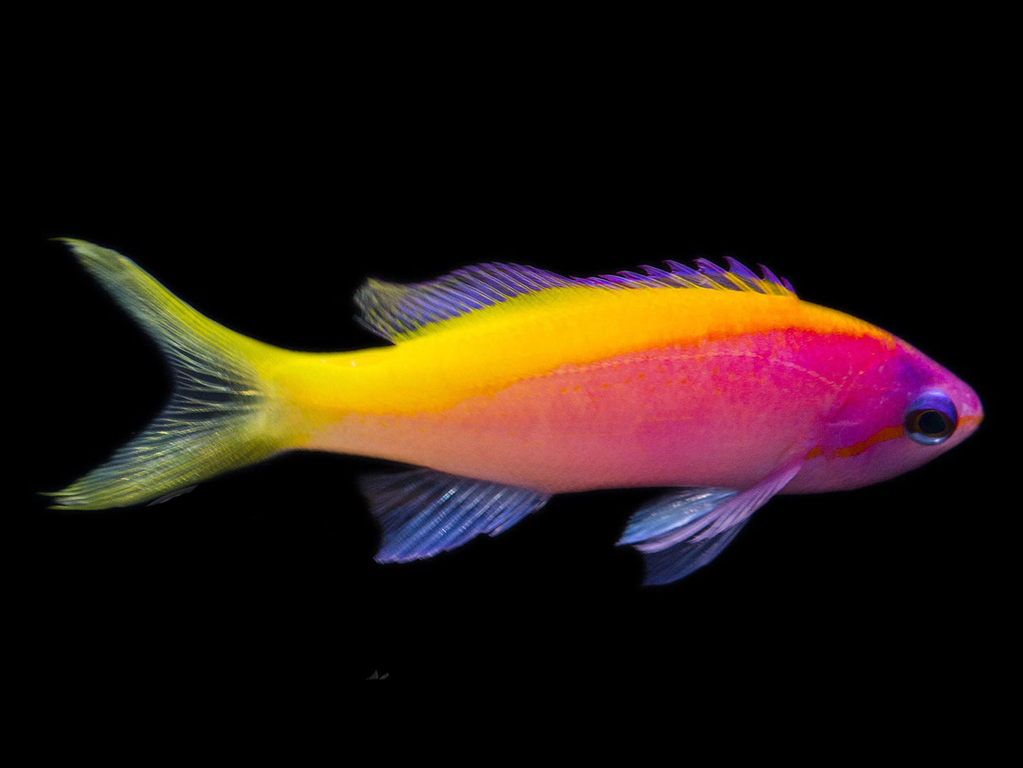 Evansi Anthias