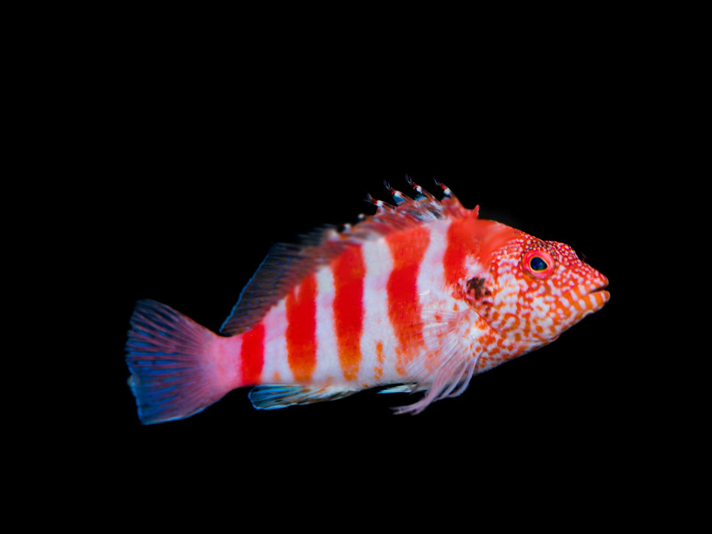 Redbarred Hawkfish