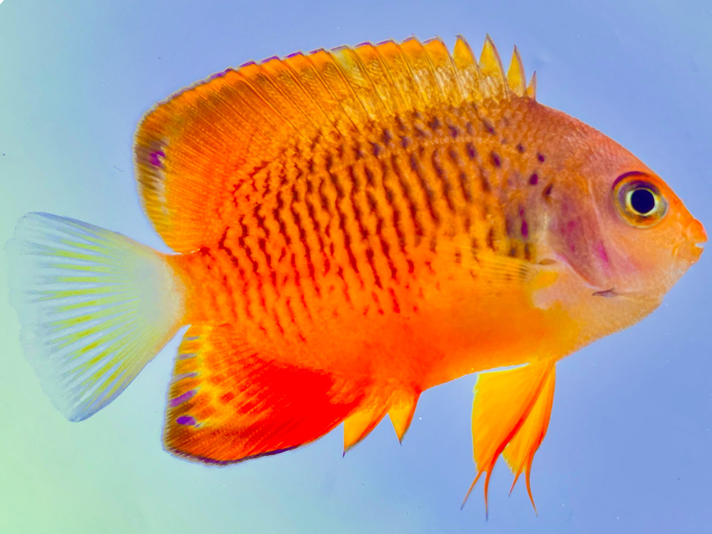 False Shepards Hybrid Angelfish