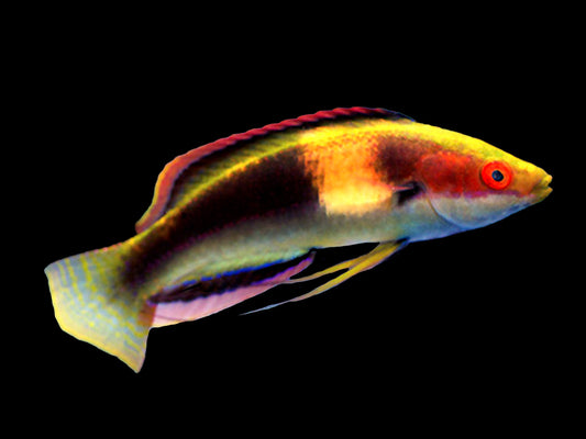 Girdled Fairy Wrasse