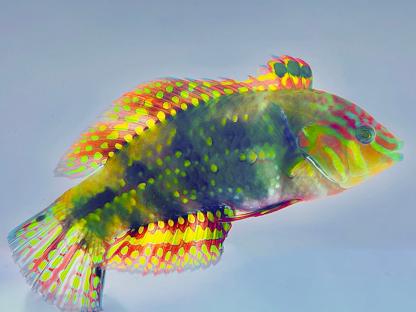 Gold Nugget Wrasse