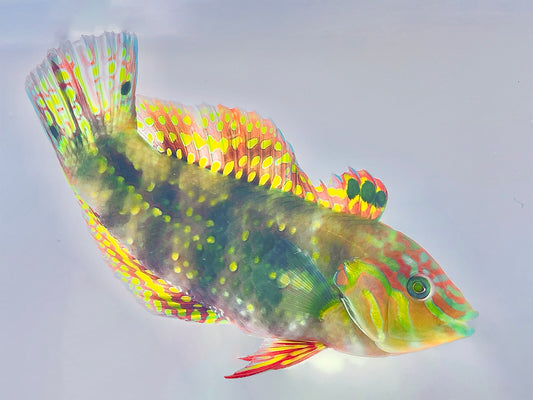 Gold Nugget Wrasse