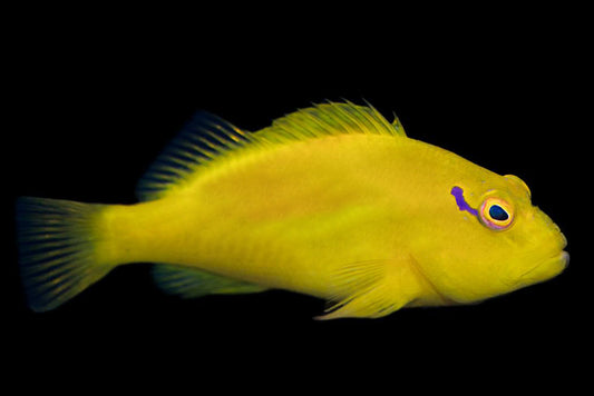 Tahitian Golden Hawkfish