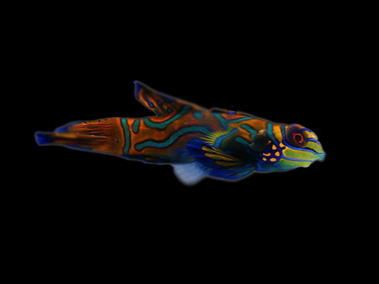 Green Mandarin Goby