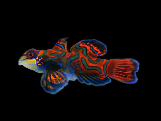 Green Mandarin Goby