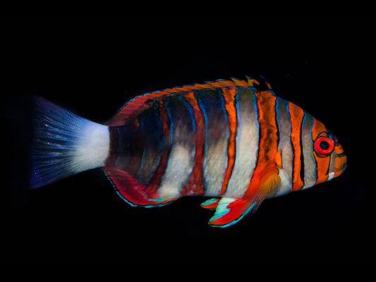 Harlequin Tusk