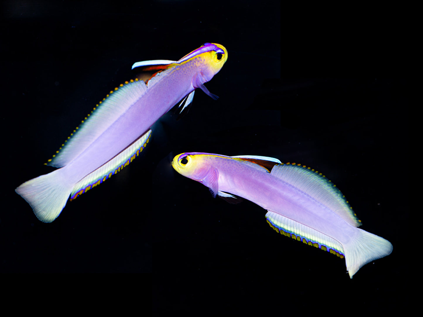 Helfrichi Firefish Pair