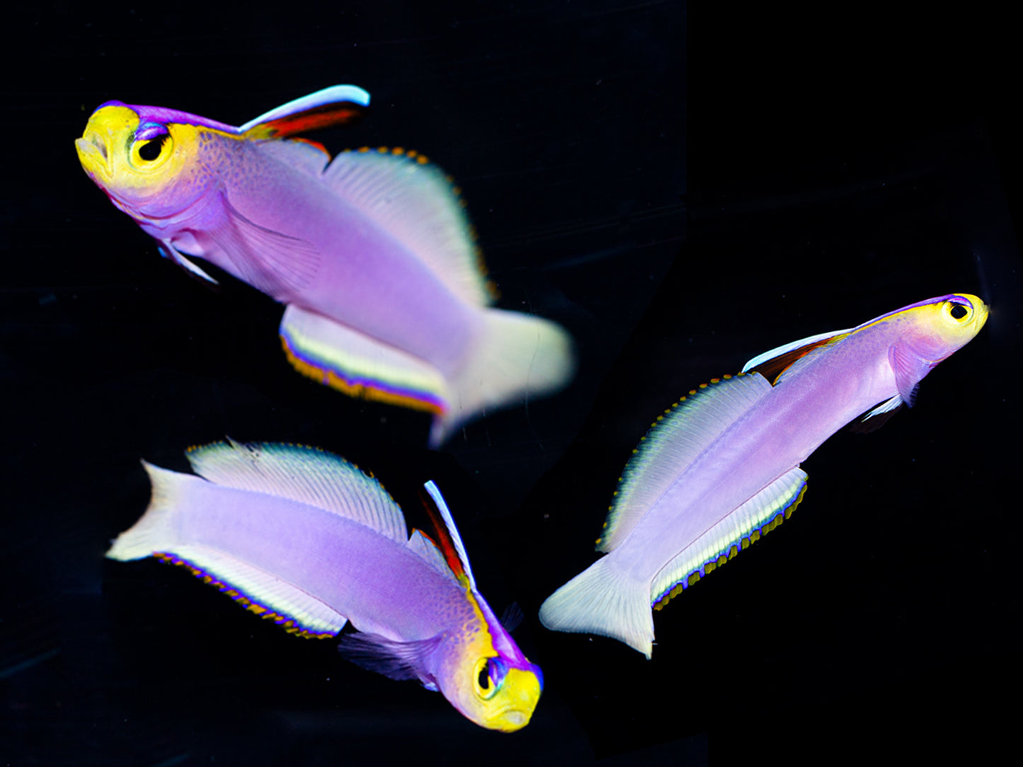 Helfrichi Firefish Trio