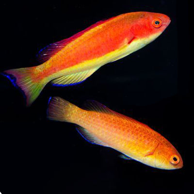 Hooded Flame Fairy Wrasse Male/Female Pair