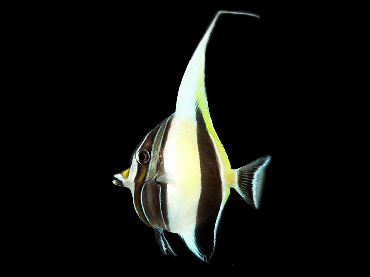 Moorish Idol