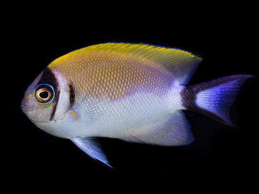 Japanese Masked Swallowtail Angelfish Female