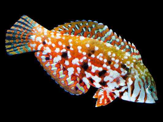 Madagascar Jewel Leopard Wrasse