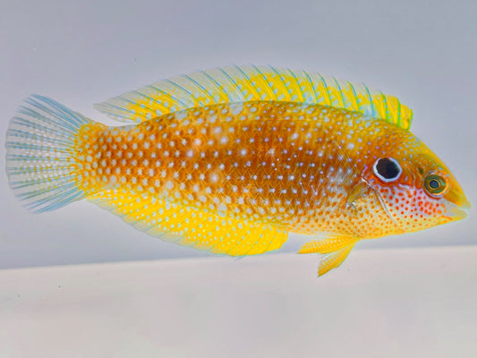 Kuiter's Leopard Wrasse