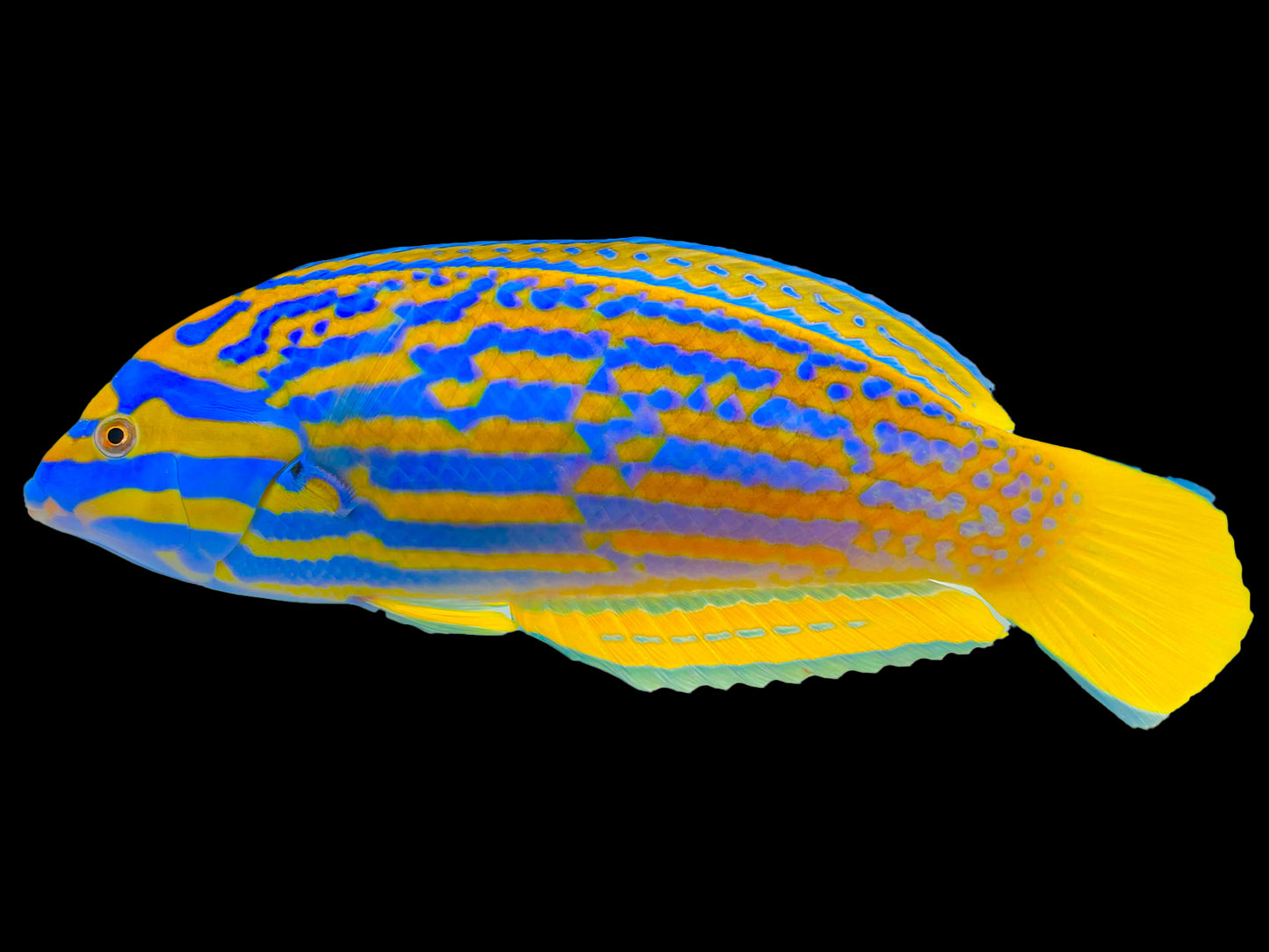 Lennardi Wrasse