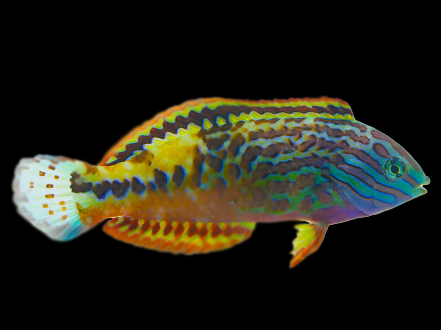 Blue Star Leopard Wrasse Male