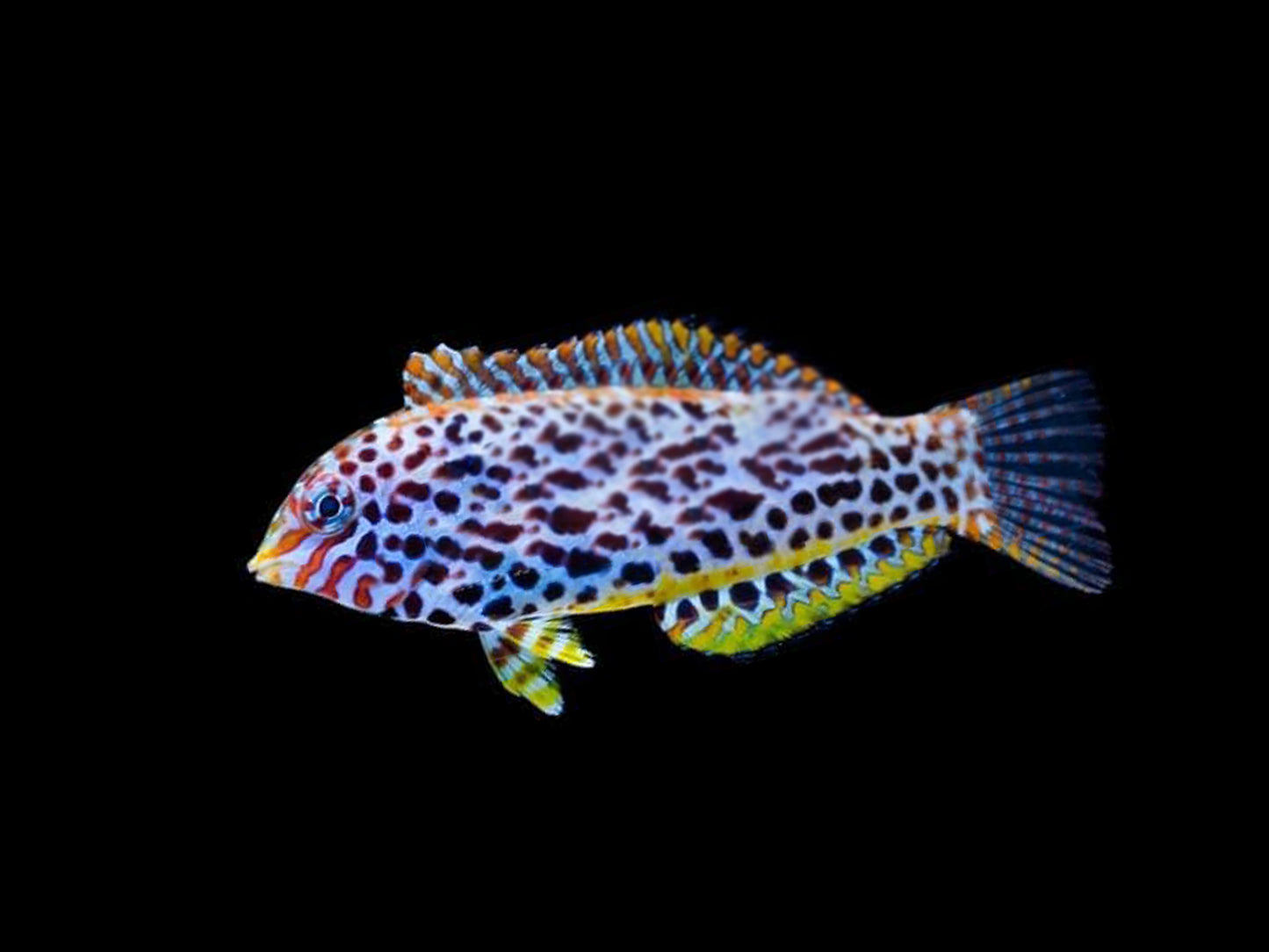 Leopard Wrasse