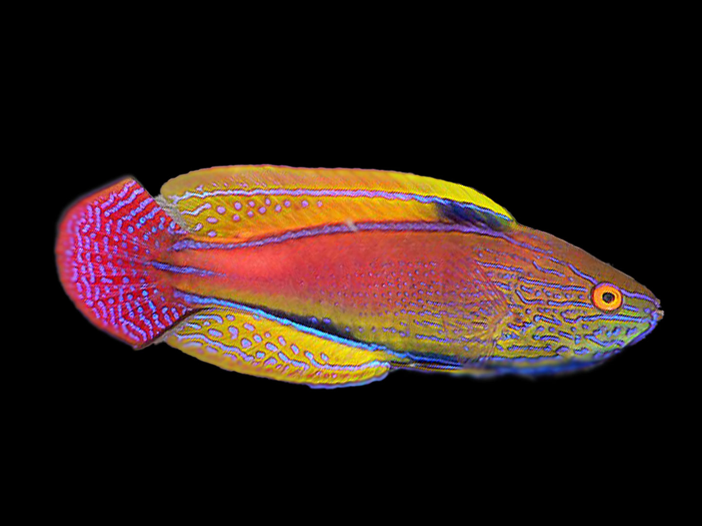 Lineatus Fairy Wrasse Terminal Phase