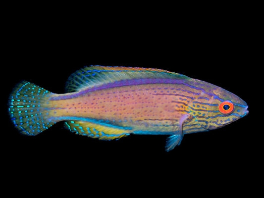 Lineatus Fairy Wrasse Sub Adult/Female