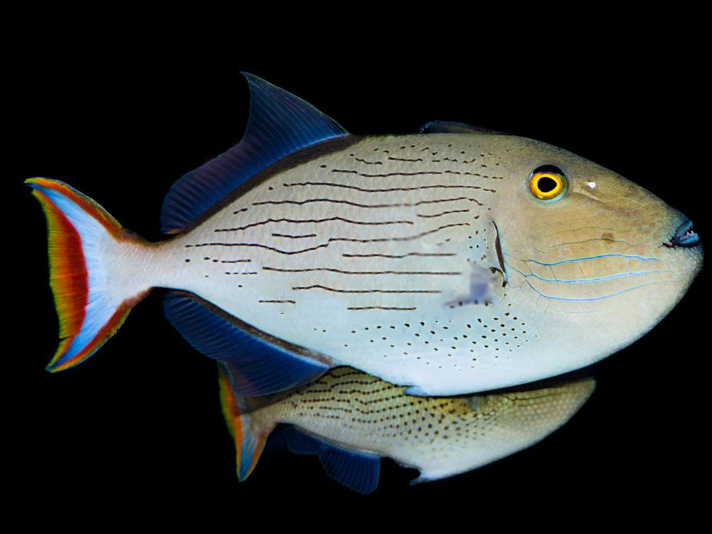 Linespot Triggerfish