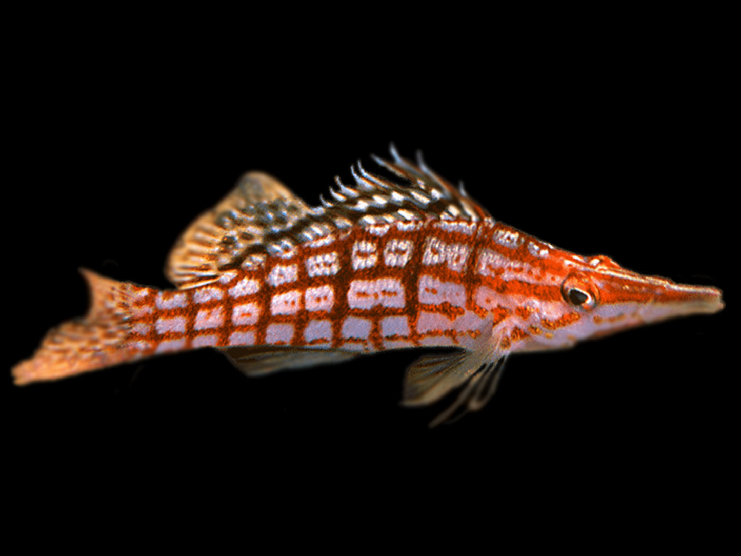 Longnose Hawkfish