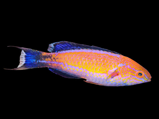 Lunate Crescent Tail Fairy Wrasse