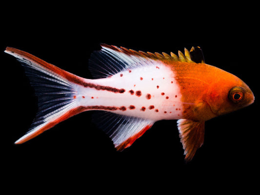 Lyretail Hogfish