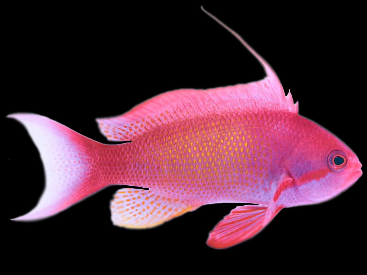 Lyretail Anthias Male