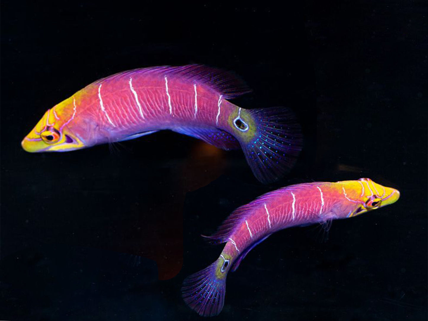 Mystery Wrasse Bonded Pair