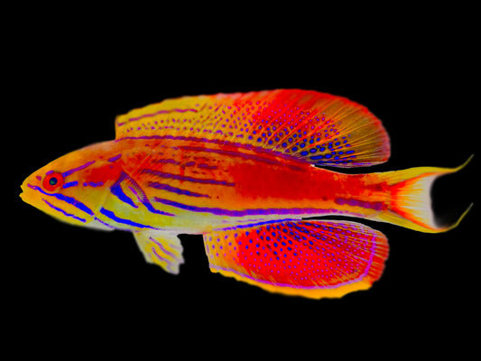 Madagascar Flasher Wrasse Terminal Phase