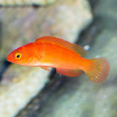 Magma Wrasse Initial Phase