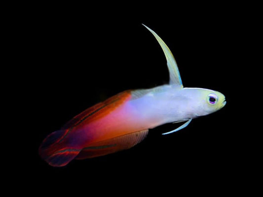 Magnificent Firefish