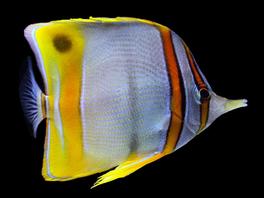 Margined Butterflyfish