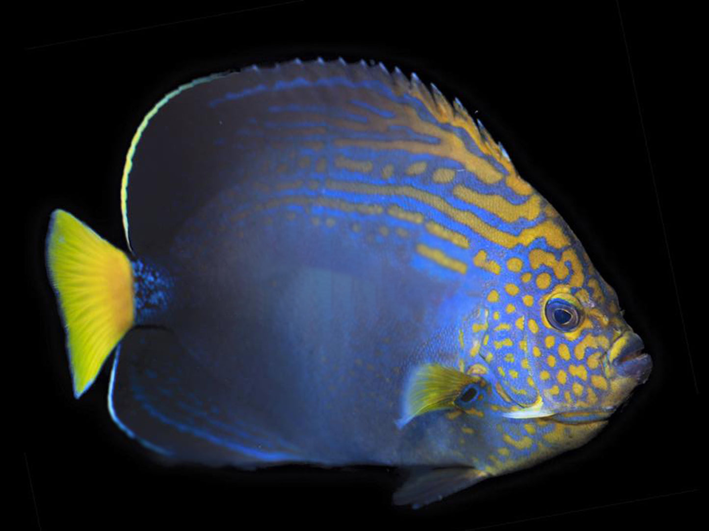 Maze Angelfish