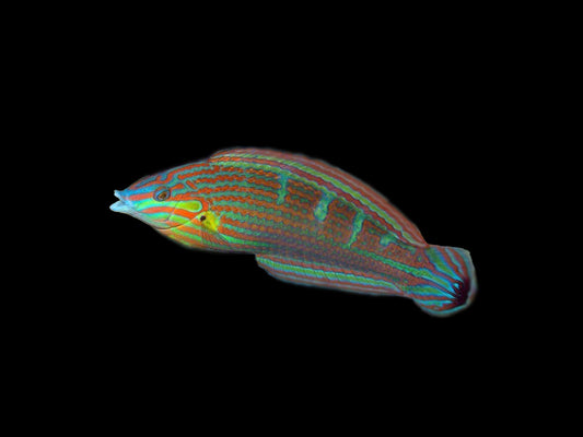 Melanurus Wrasse