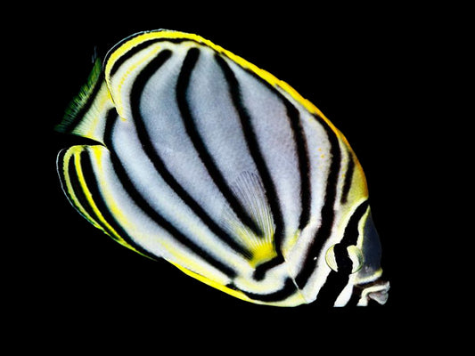 Meyers Butterflyfish