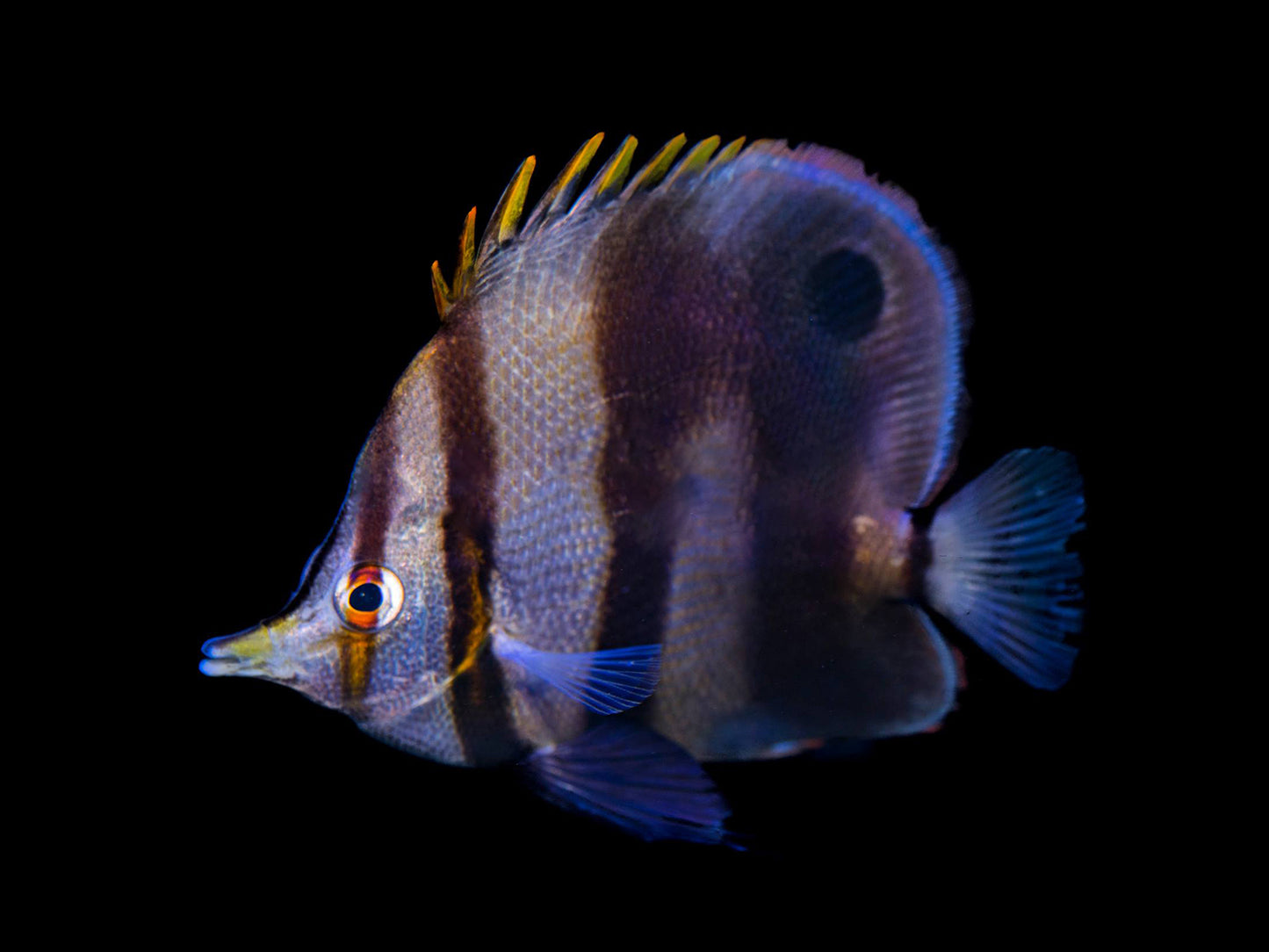 Mulleri Butterflyfish