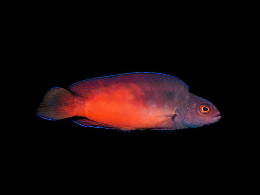 Australian Multicolor Dottyback