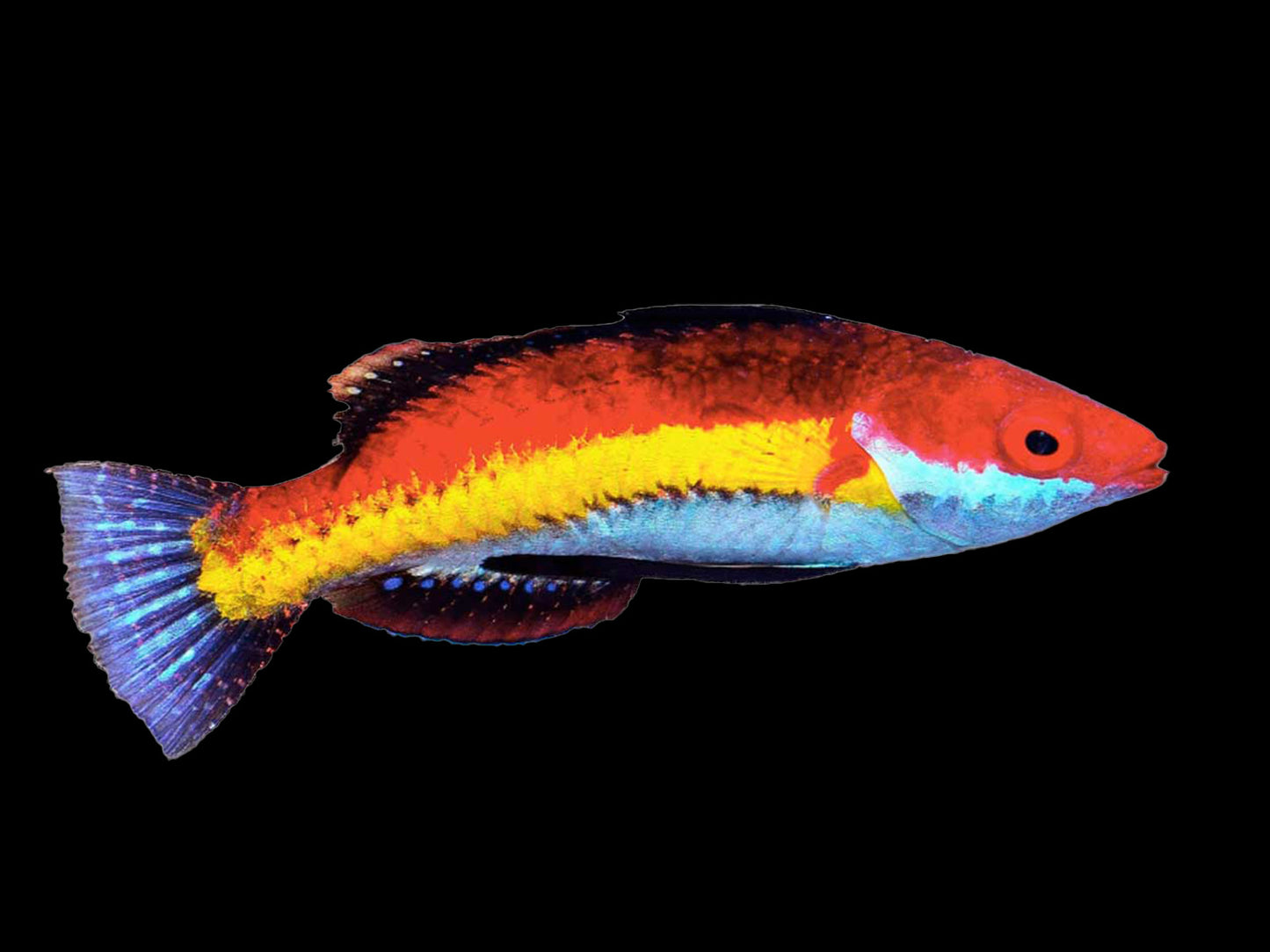 Naoko's Fairy Wrasse Male