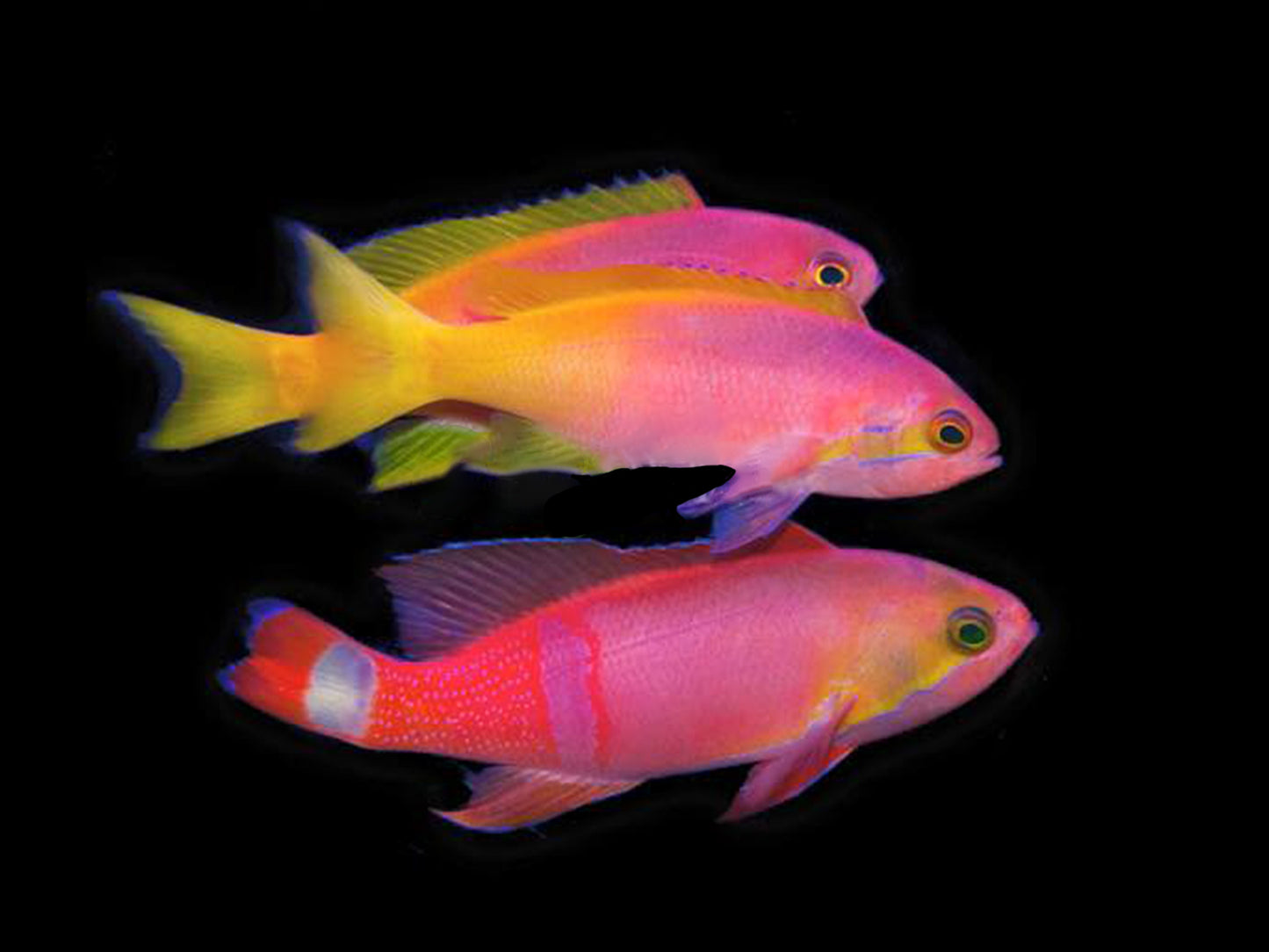 Pictilis Anthias Female