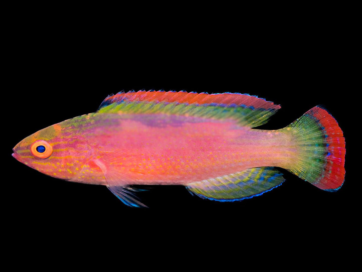 Red Margin Fairy Wrasse