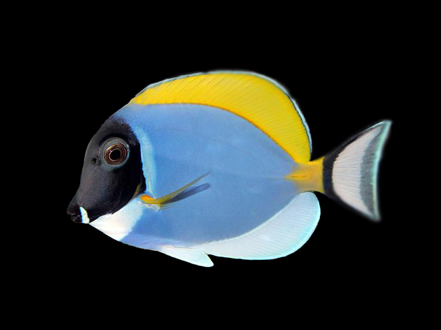 Powder Blue Tang