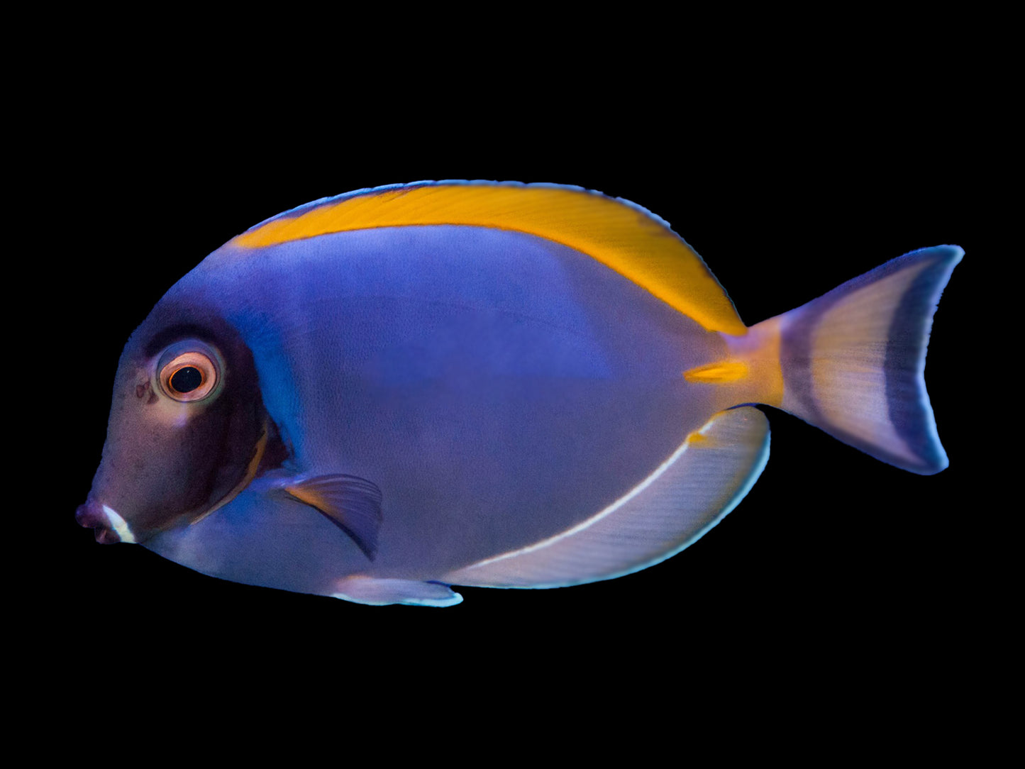 Powder Blue X White Cheek Hybrid Tang